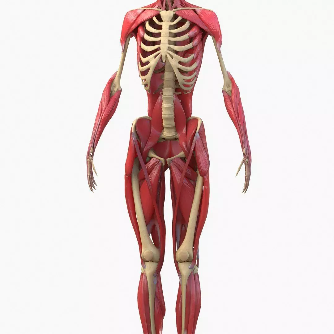 Full Body Muscle Anatomy Low-poly 3D model_7