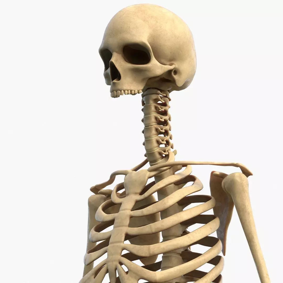 Full Body Muscle Anatomy Low-poly 3D model_11