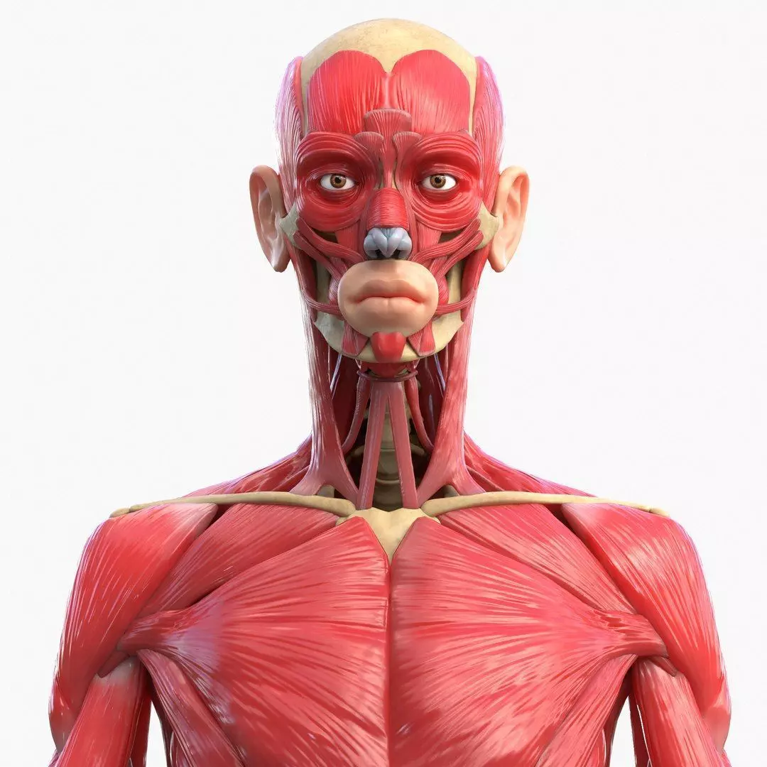 Full Body Muscle Anatomy Low-poly 3D model_4