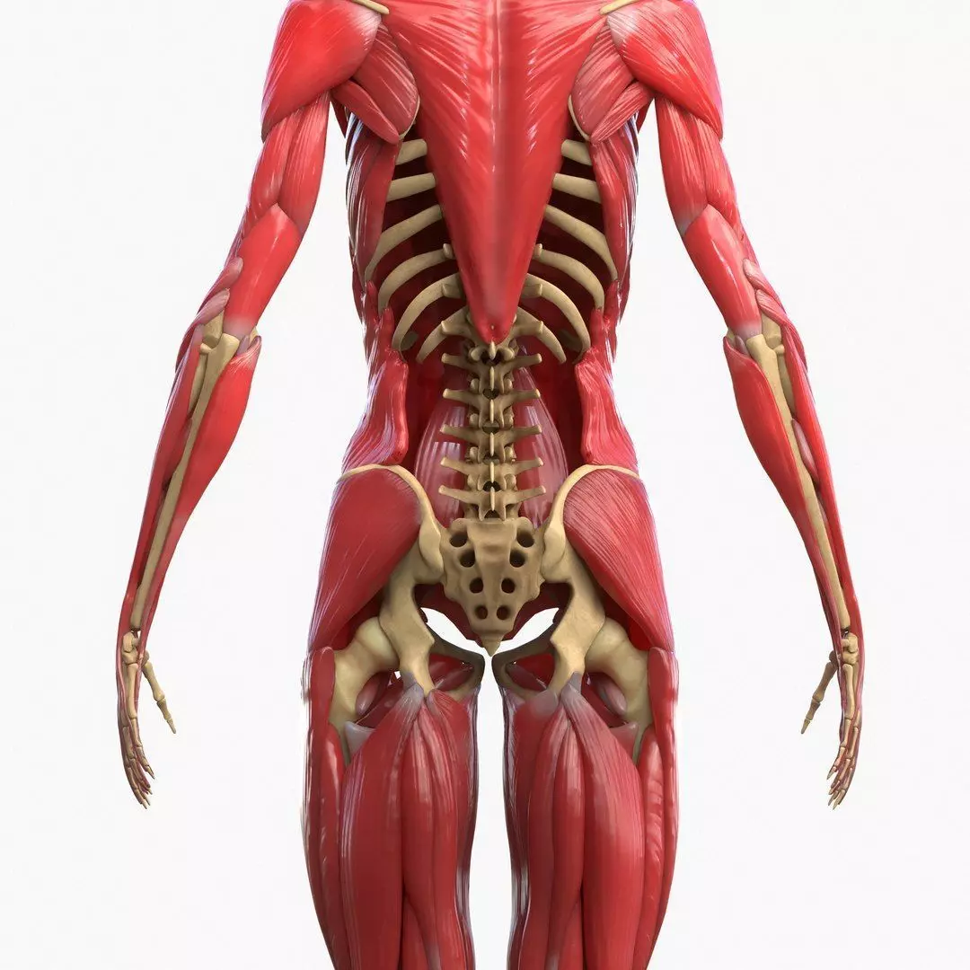 Full Body Muscle Anatomy Low-poly 3D model_14