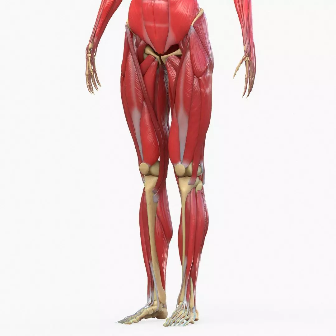 Full Body Muscle Anatomy Low-poly 3D model_6