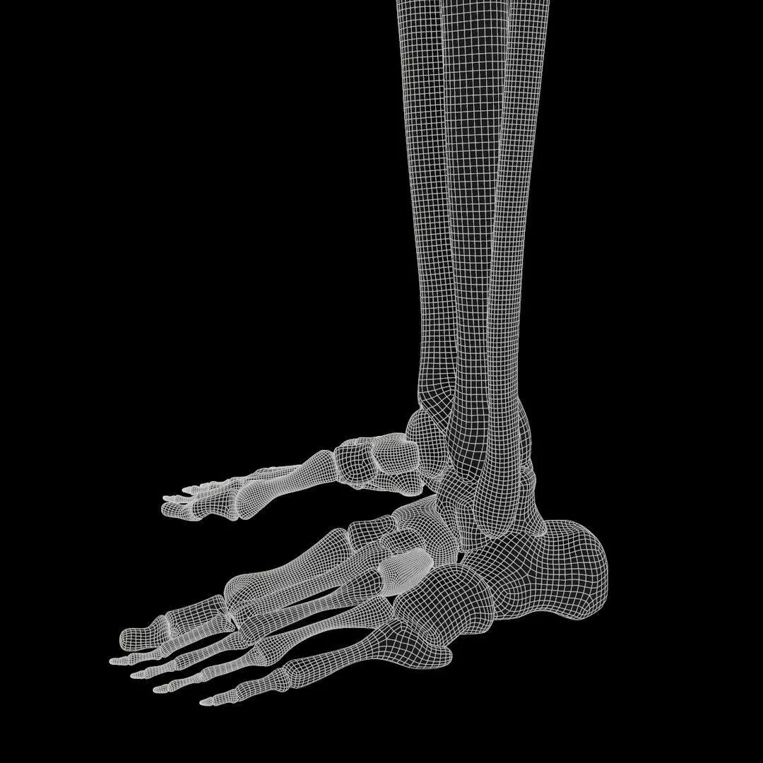 Full Body Muscle Anatomy Low-poly 3D model_21