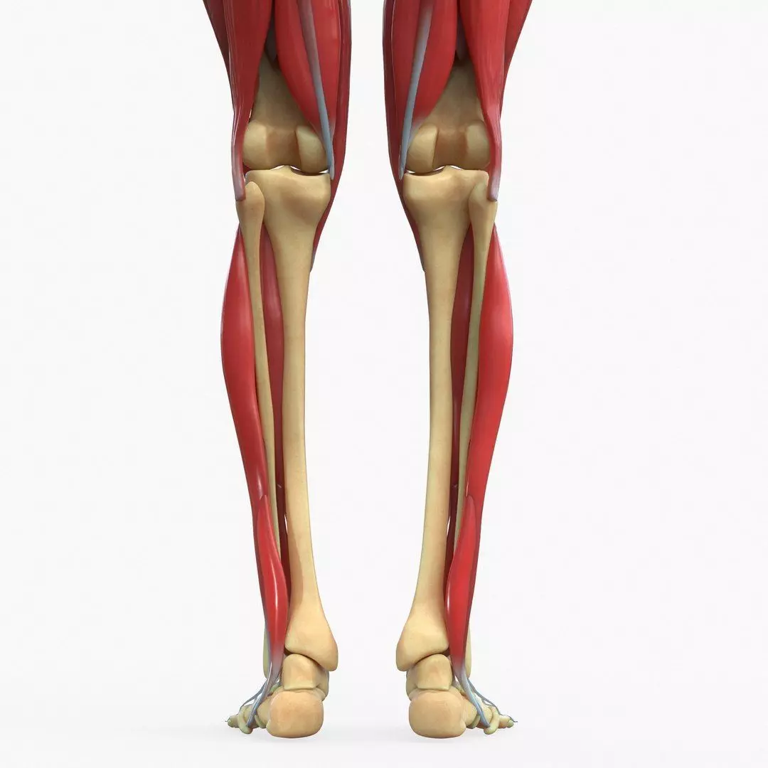 Full Body Muscle Anatomy Low-poly 3D model_8