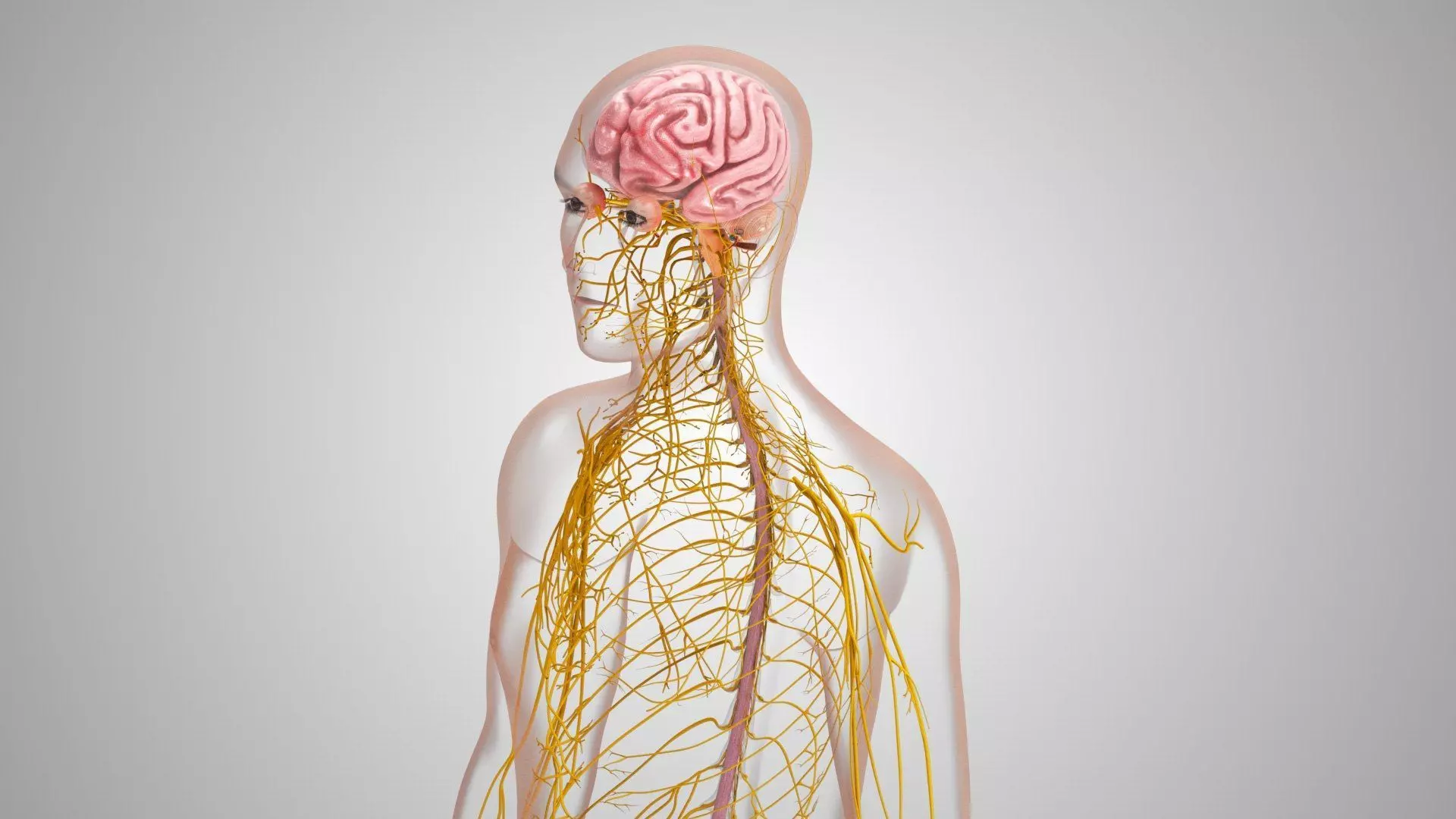 Complete Human Anatomy 3D model_32