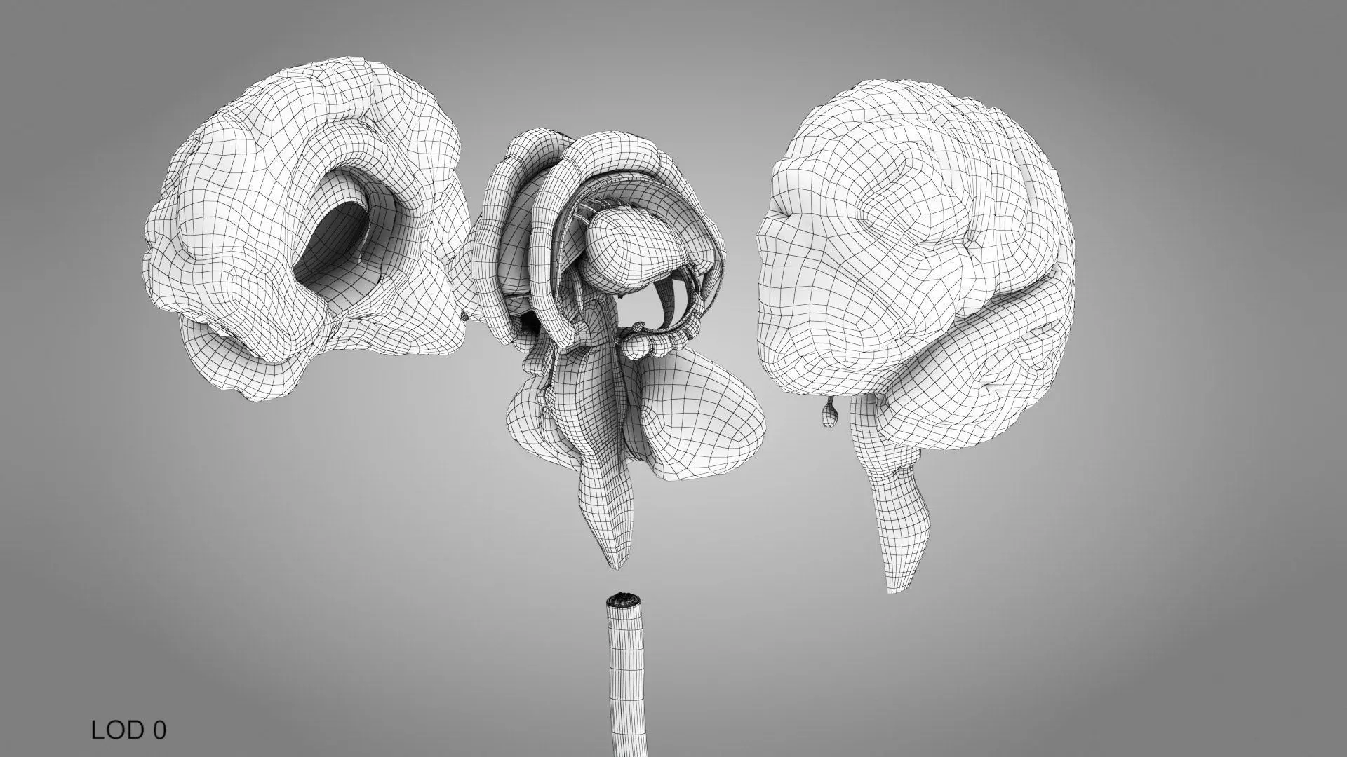 Complete Human Anatomy 3D model_100