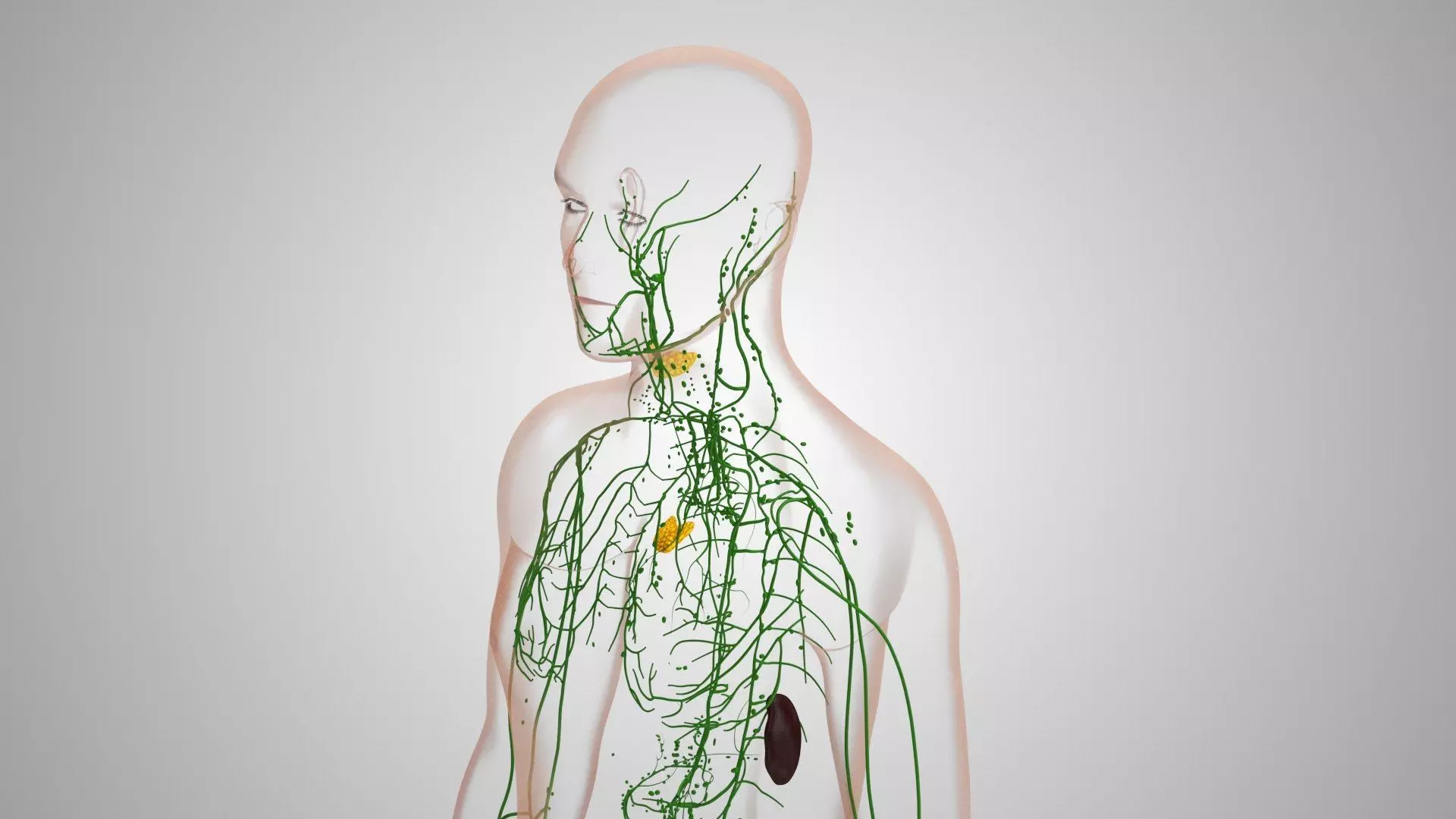 Complete Human Anatomy 3D model_37