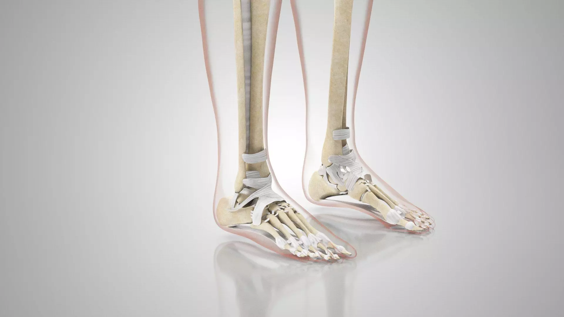 Complete Human Anatomy 3D model_46