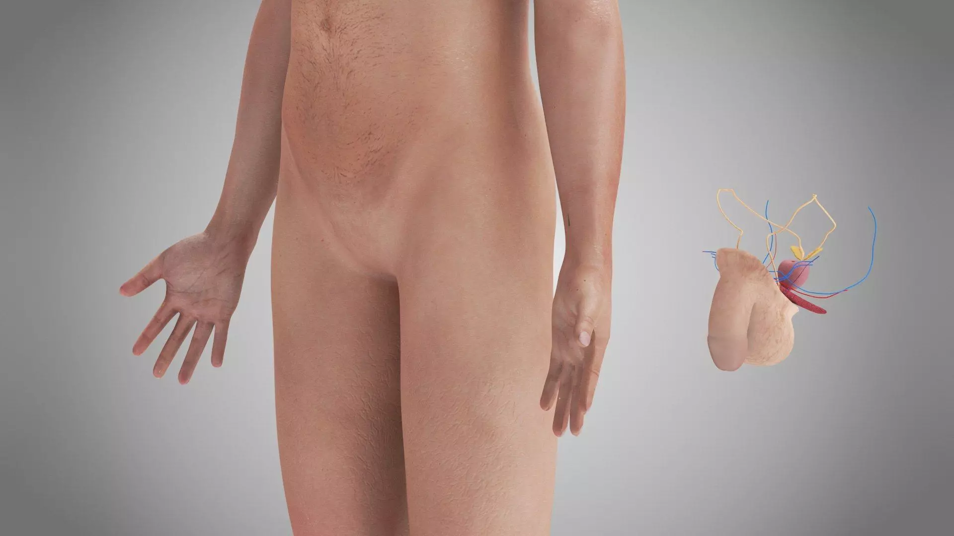 Complete Human Anatomy 3D model_24