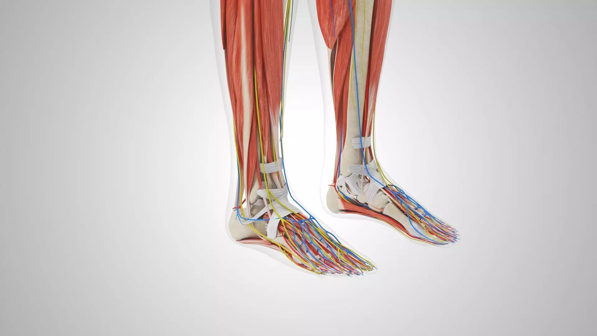 Complete Human Anatomy 3D model_13