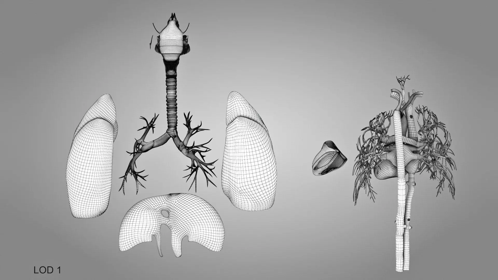 Complete Human Anatomy 3D model_95