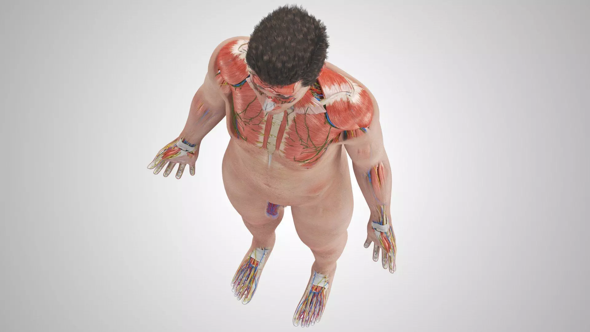 Complete Human Anatomy 3D model_4