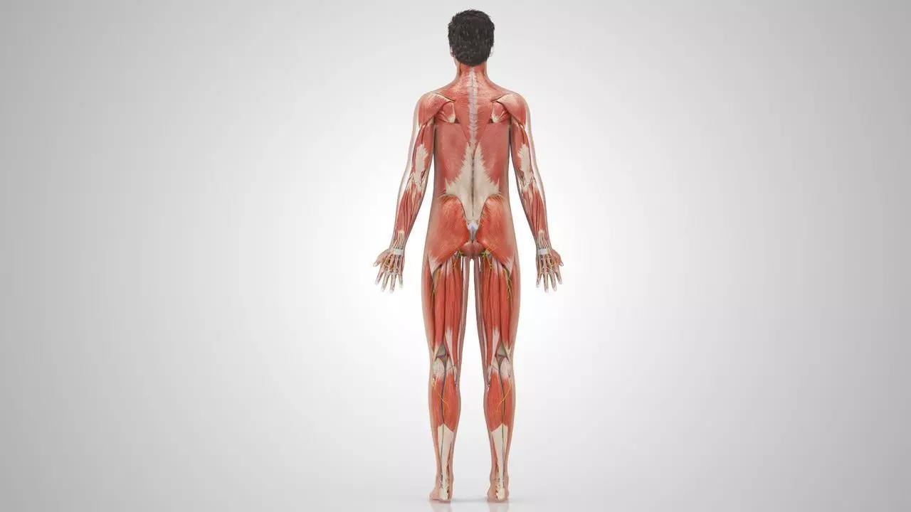 Complete Human Anatomy 3D model_5