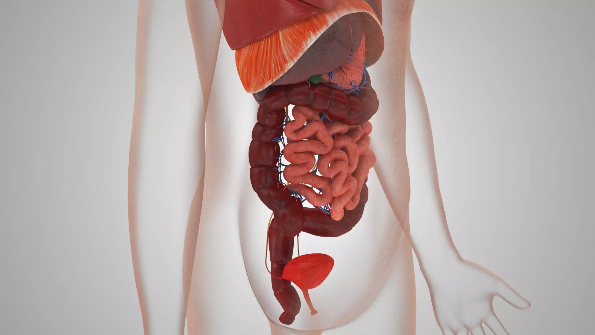 Complete Human Anatomy 3D model_76