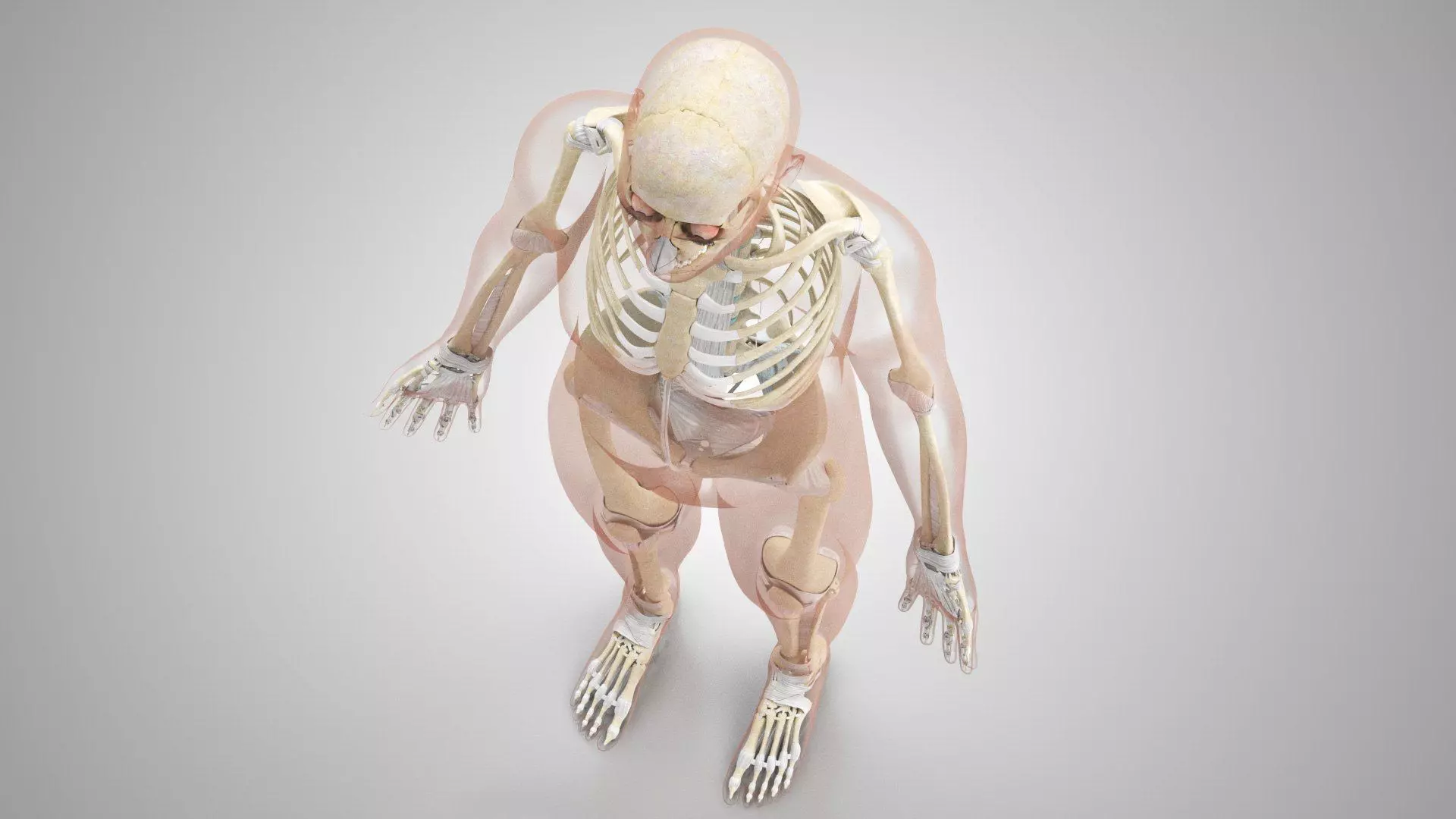 Complete Human Anatomy 3D model_48