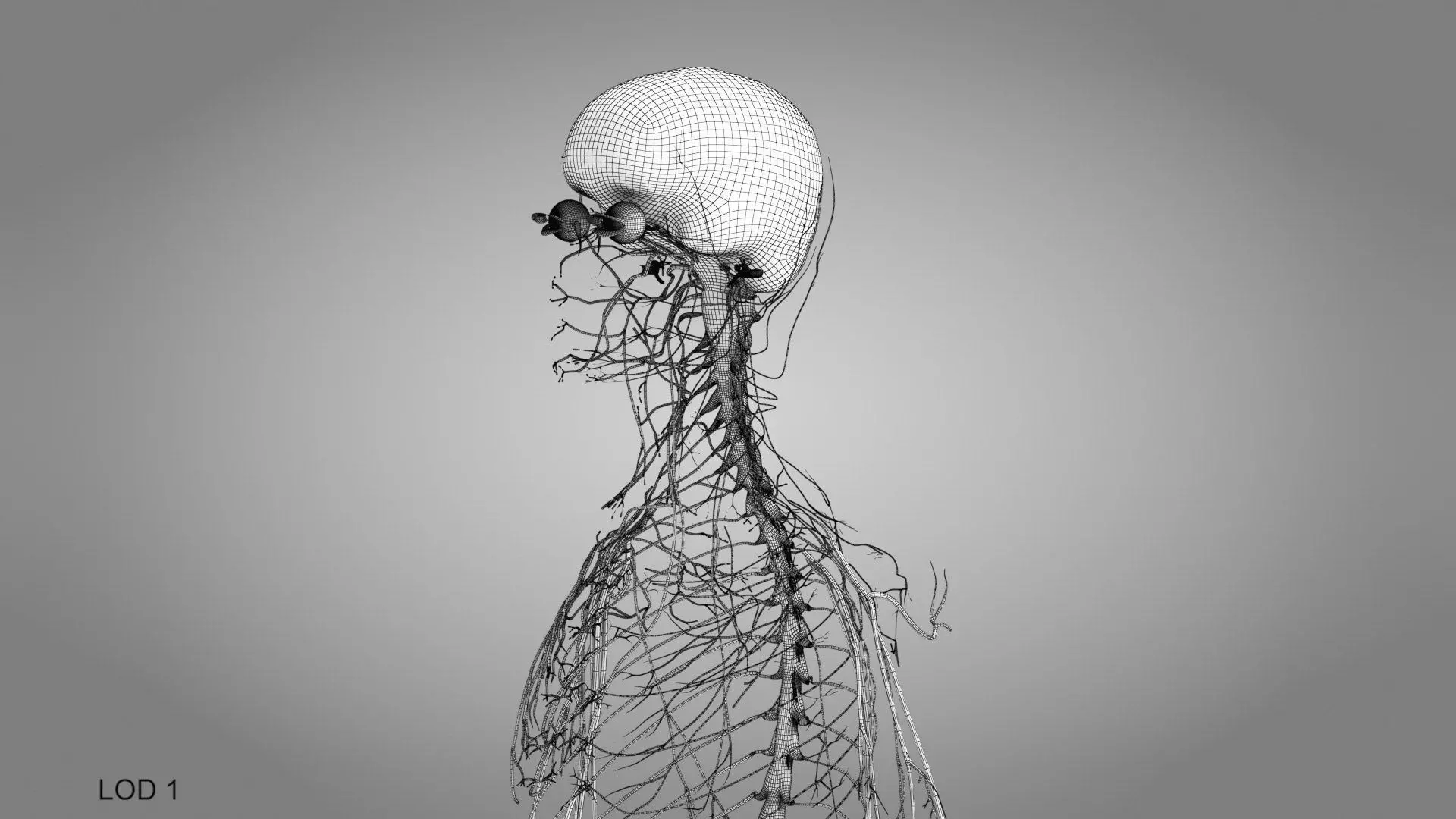 Complete Human Anatomy 3D model_99