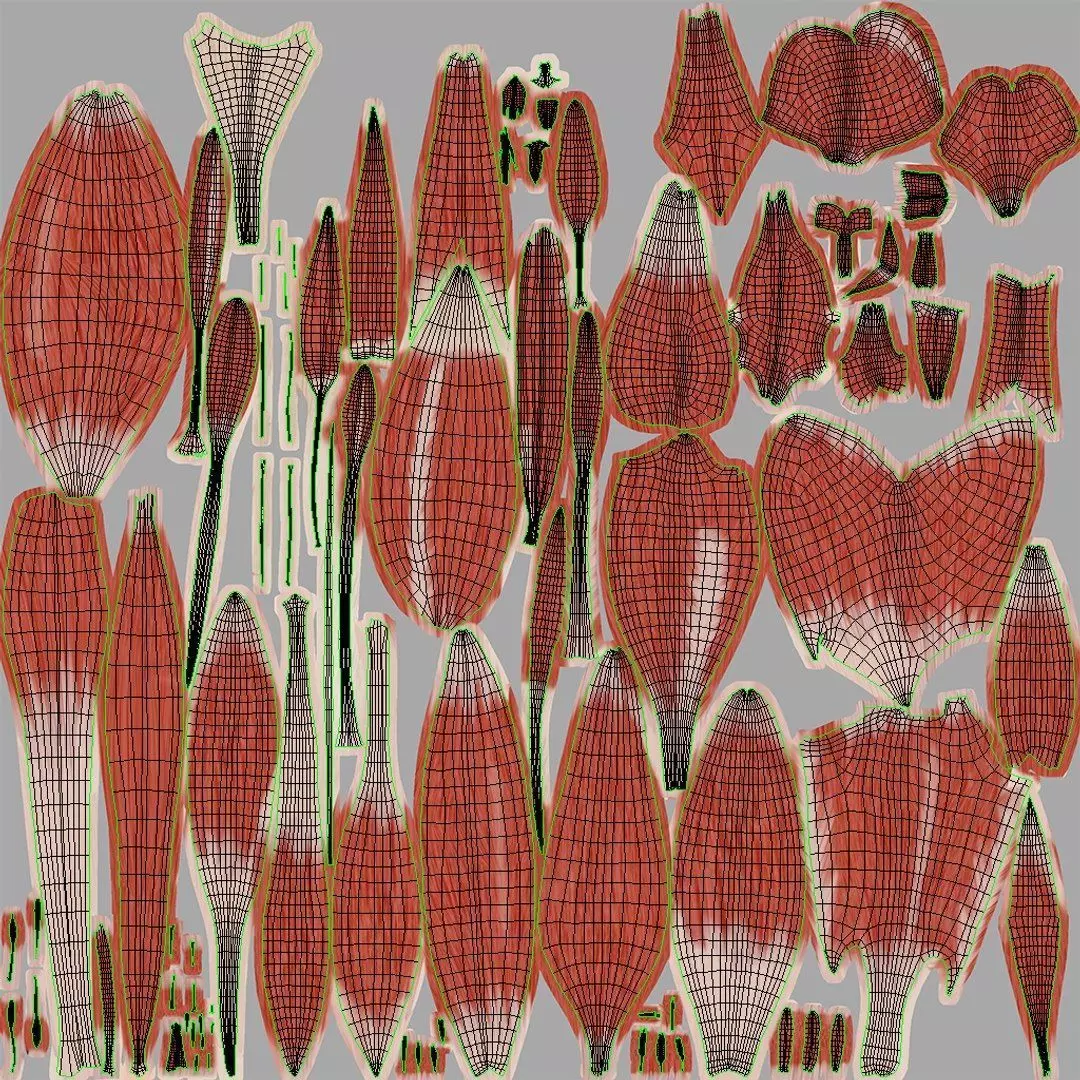 Complete Human Anatomy 3D model_117