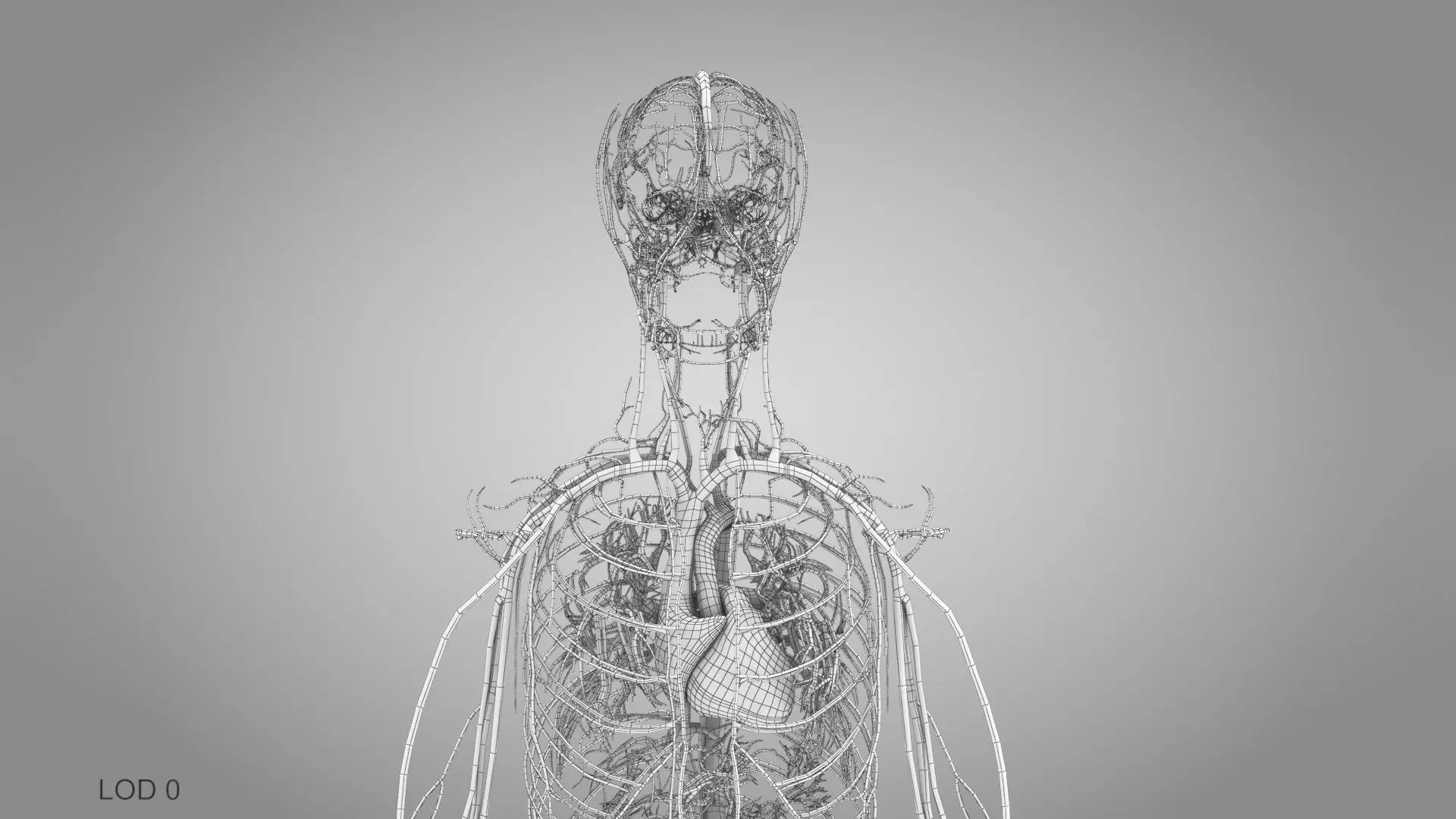 Complete Human Anatomy 3D model_93