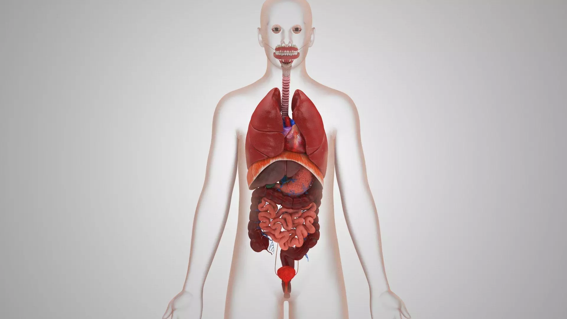 Complete Human Anatomy 3D model_71