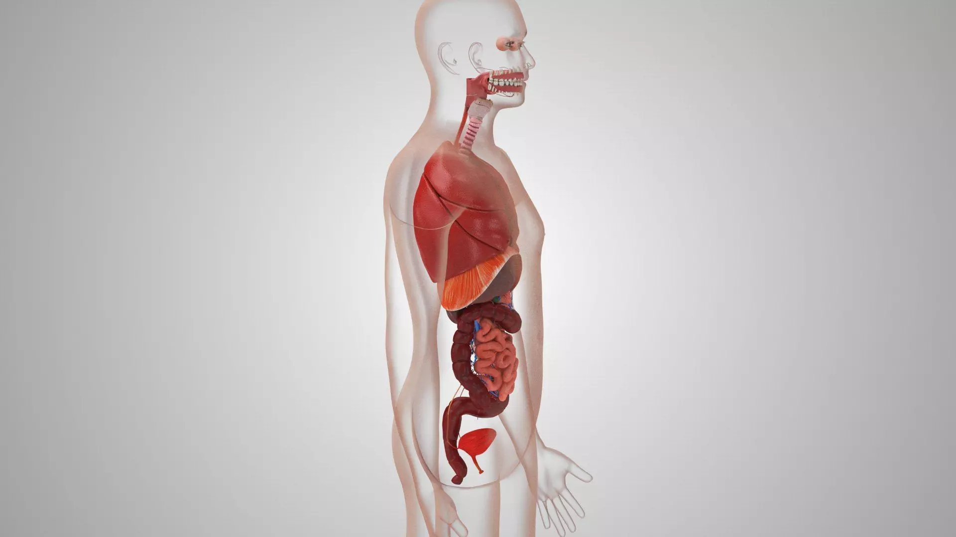 Complete Human Anatomy 3D model_73