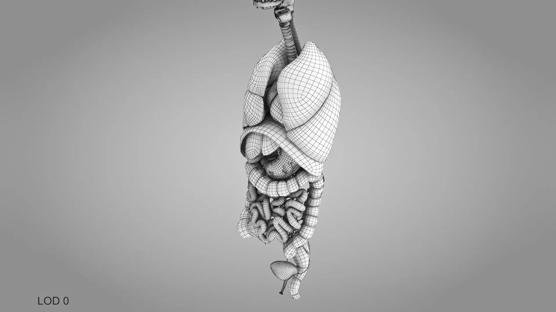 Complete Human Anatomy 3D model_104