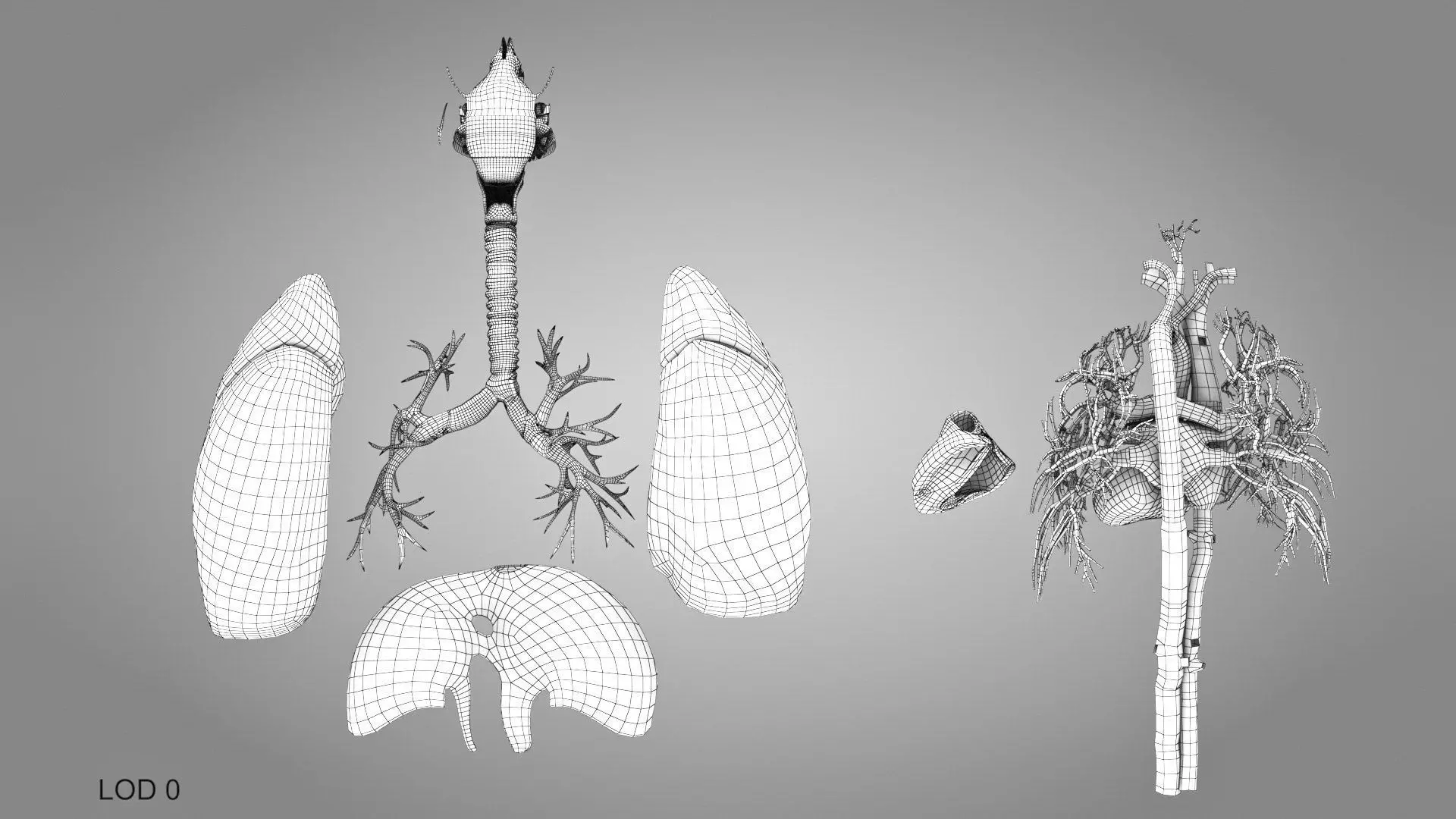 Complete Human Anatomy 3D model_94