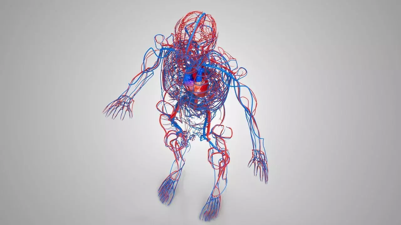 Complete Human Anatomy 3D model_58