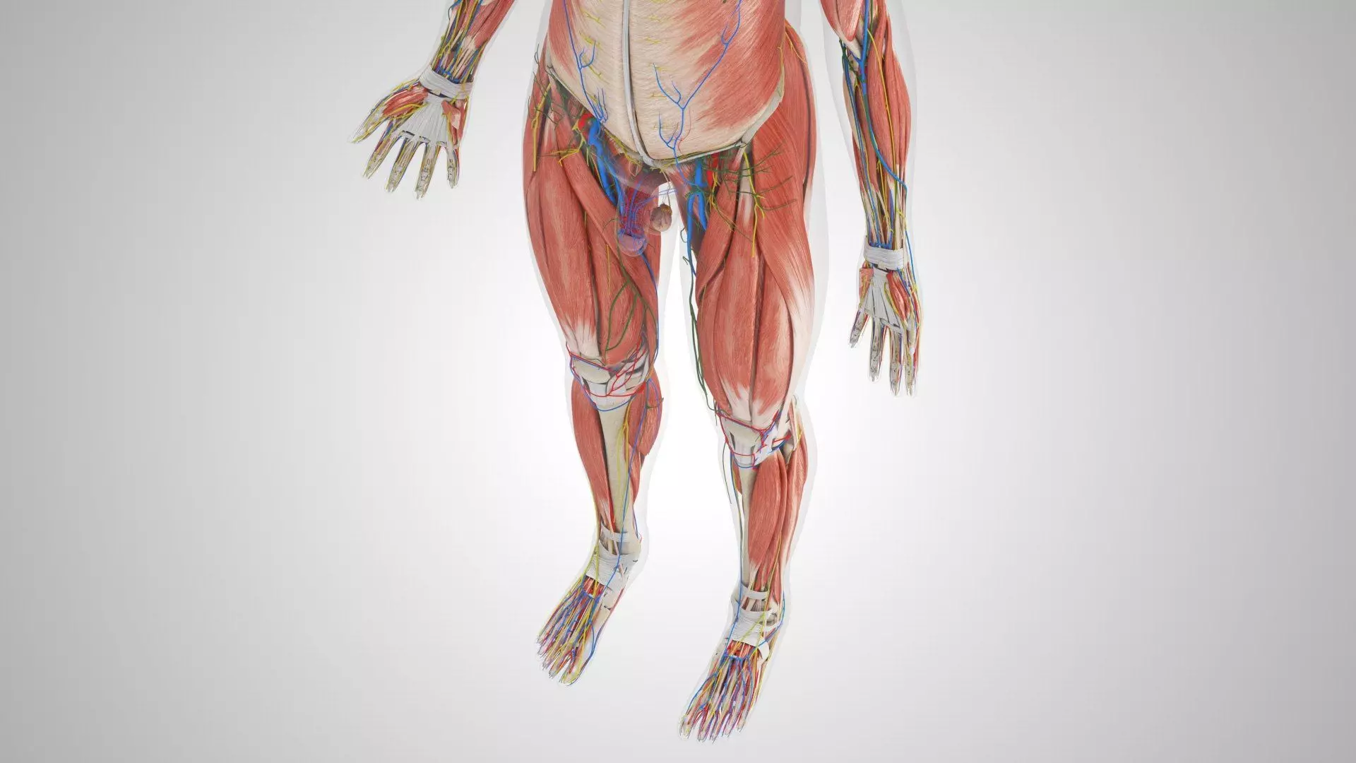 Complete Human Anatomy 3D model_11