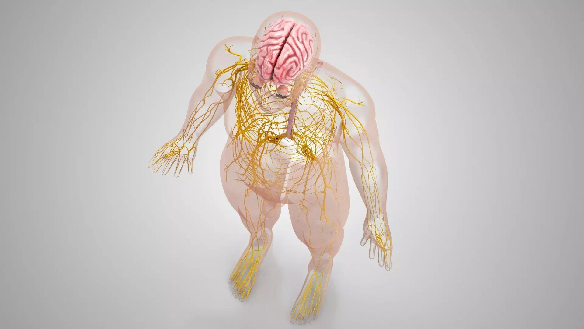 Complete Human Anatomy 3D model_27