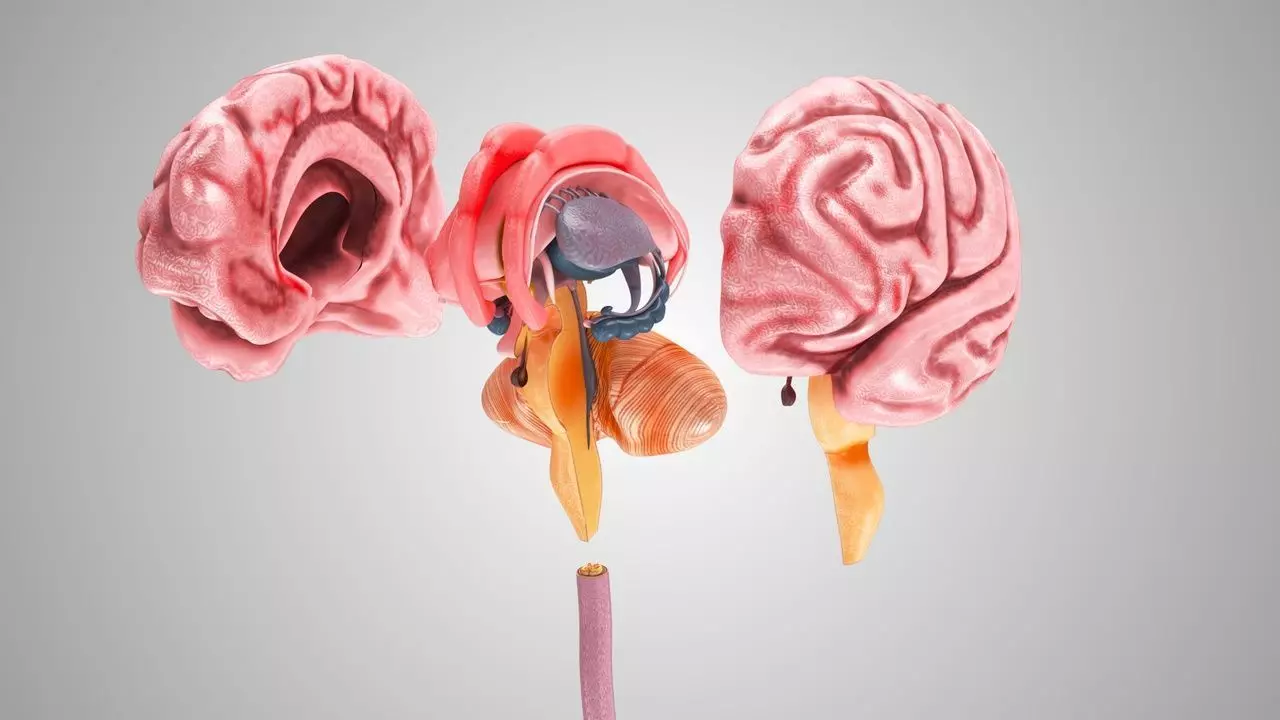 Complete Human Anatomy 3D model_26