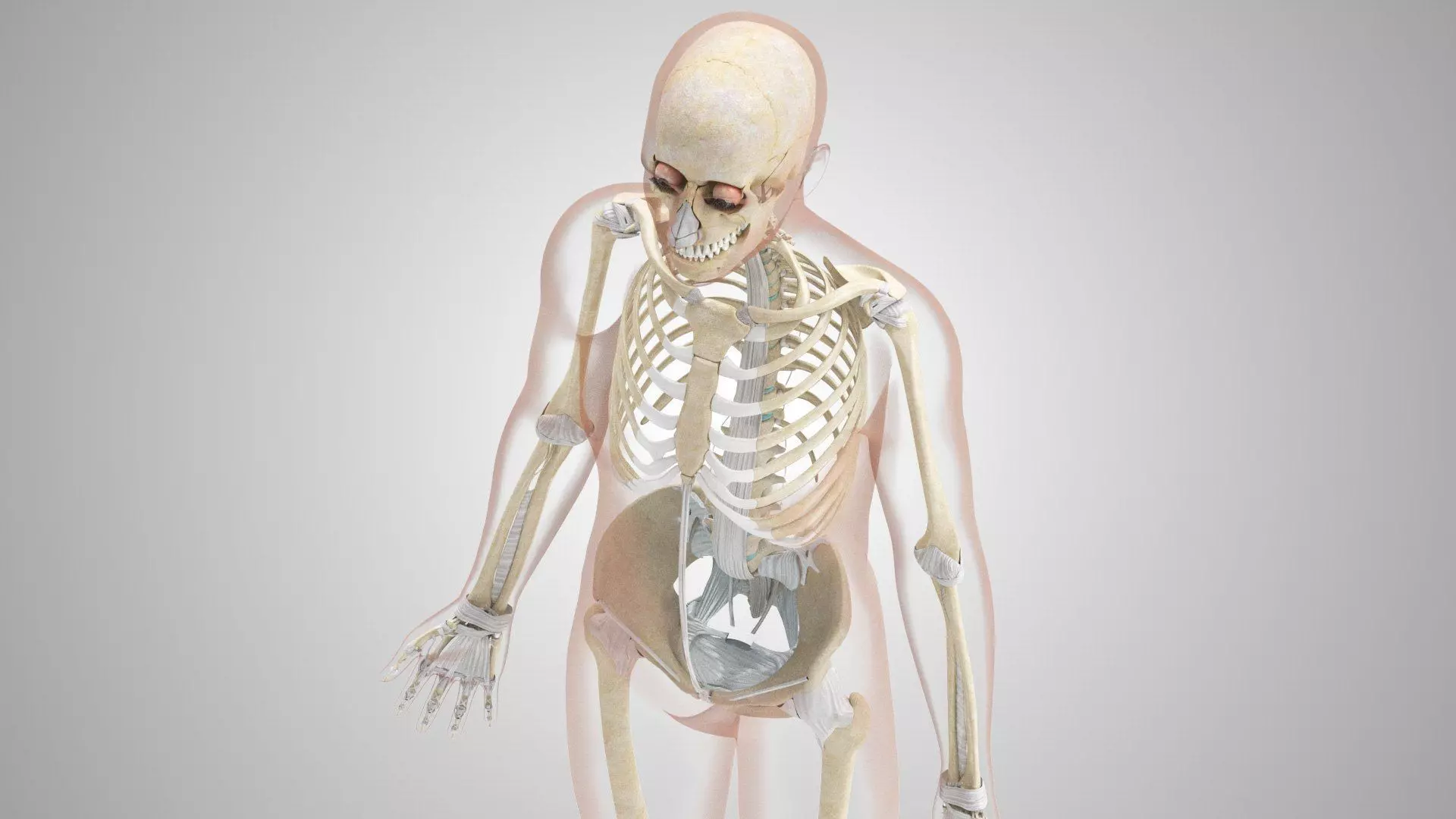 Complete Human Anatomy 3D model_45