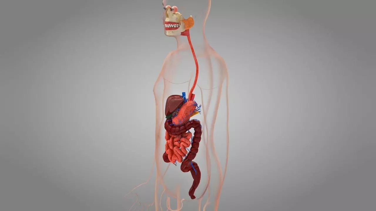 Complete Human Anatomy 3D model_60