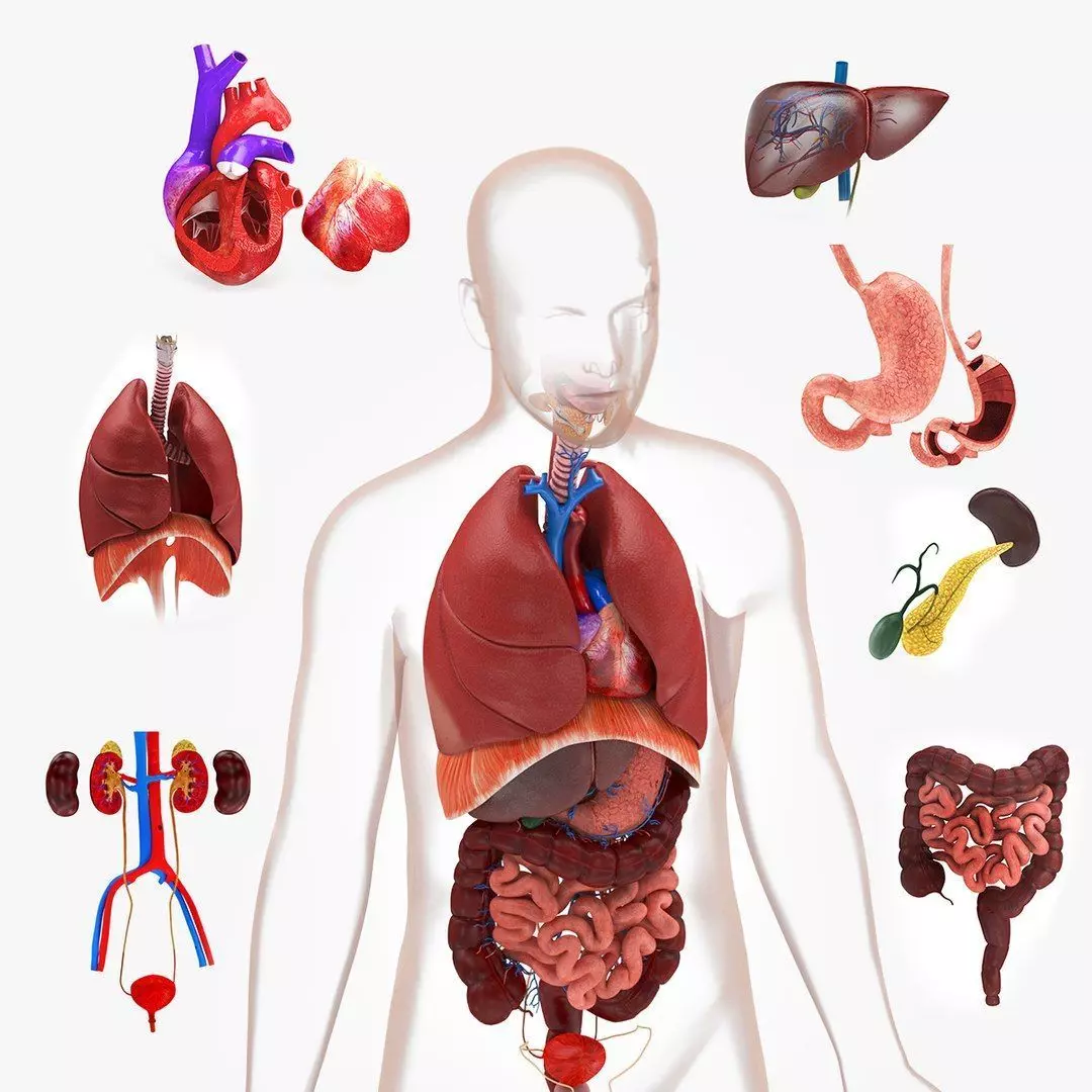 Complete Human Anatomy 3D model_70