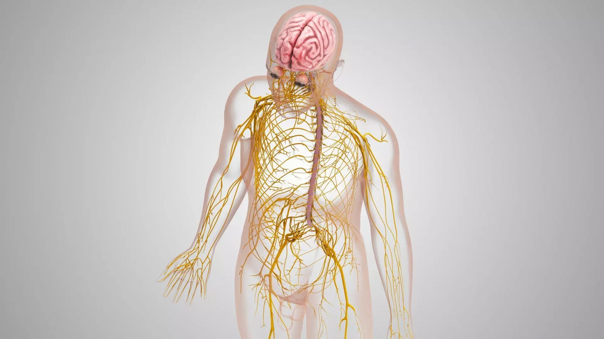 Complete Human Anatomy 3D model_33