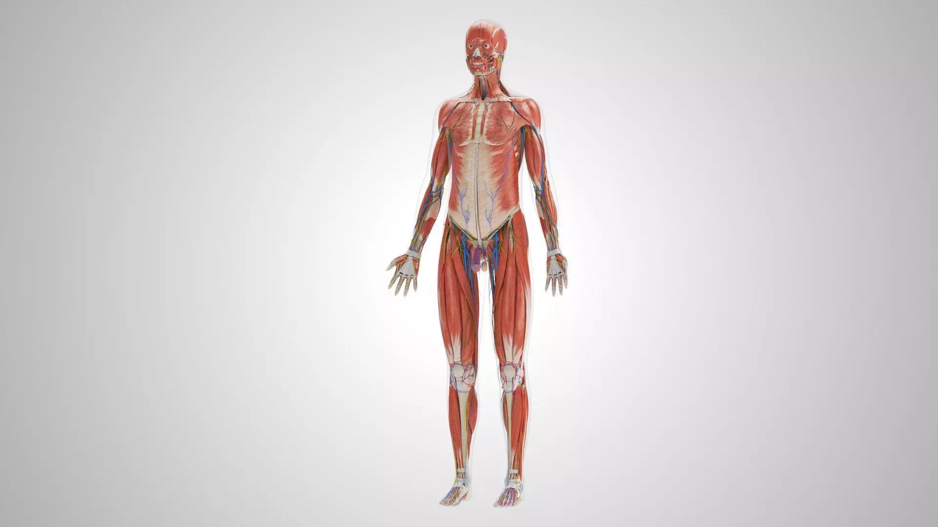 Complete Human Anatomy 3D model_9