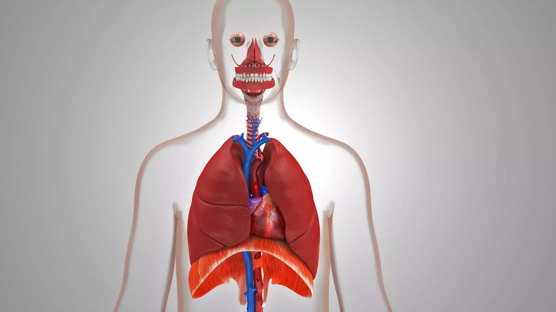 Complete Human Anatomy 3D model_67