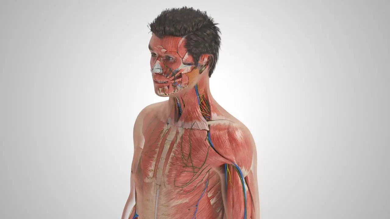 Complete Human Anatomy 3D model_3