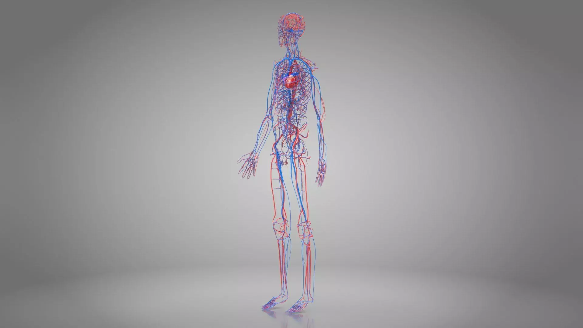 Complete Human Anatomy 3D model_57