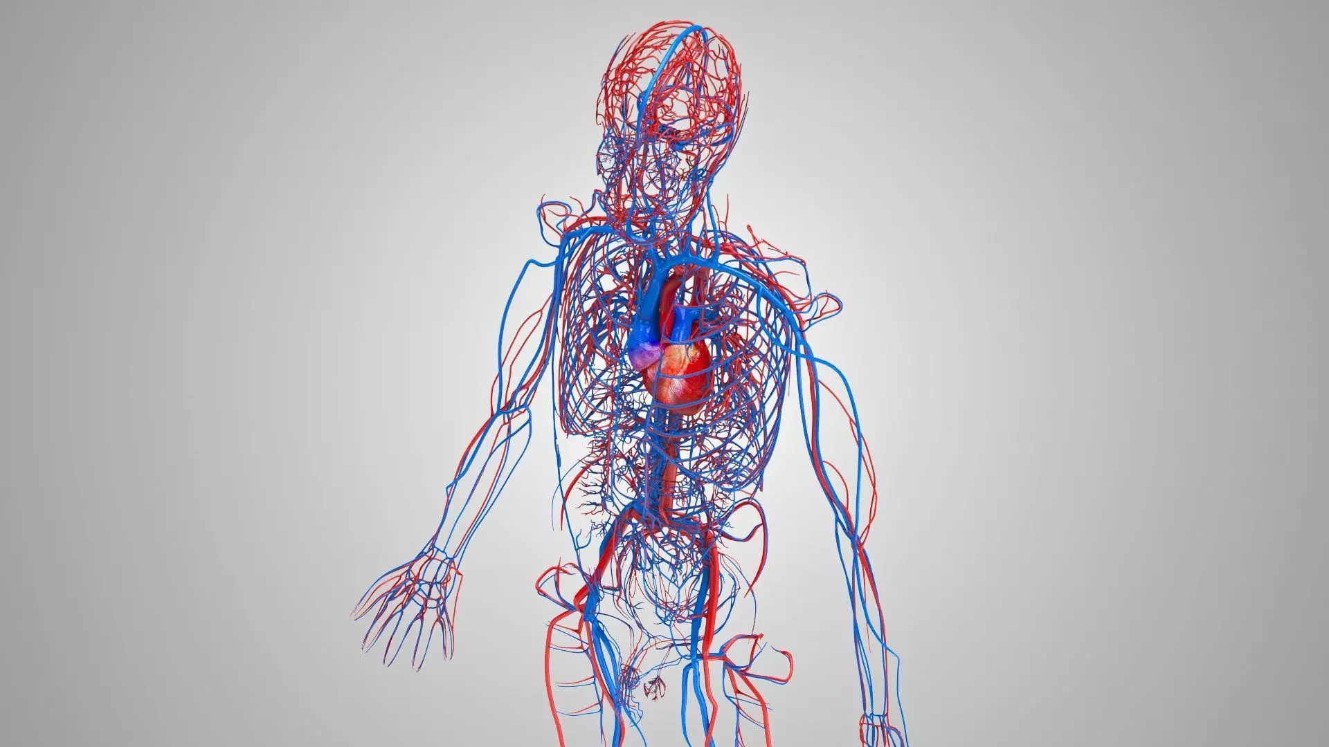 Complete Human Anatomy 3D model_51