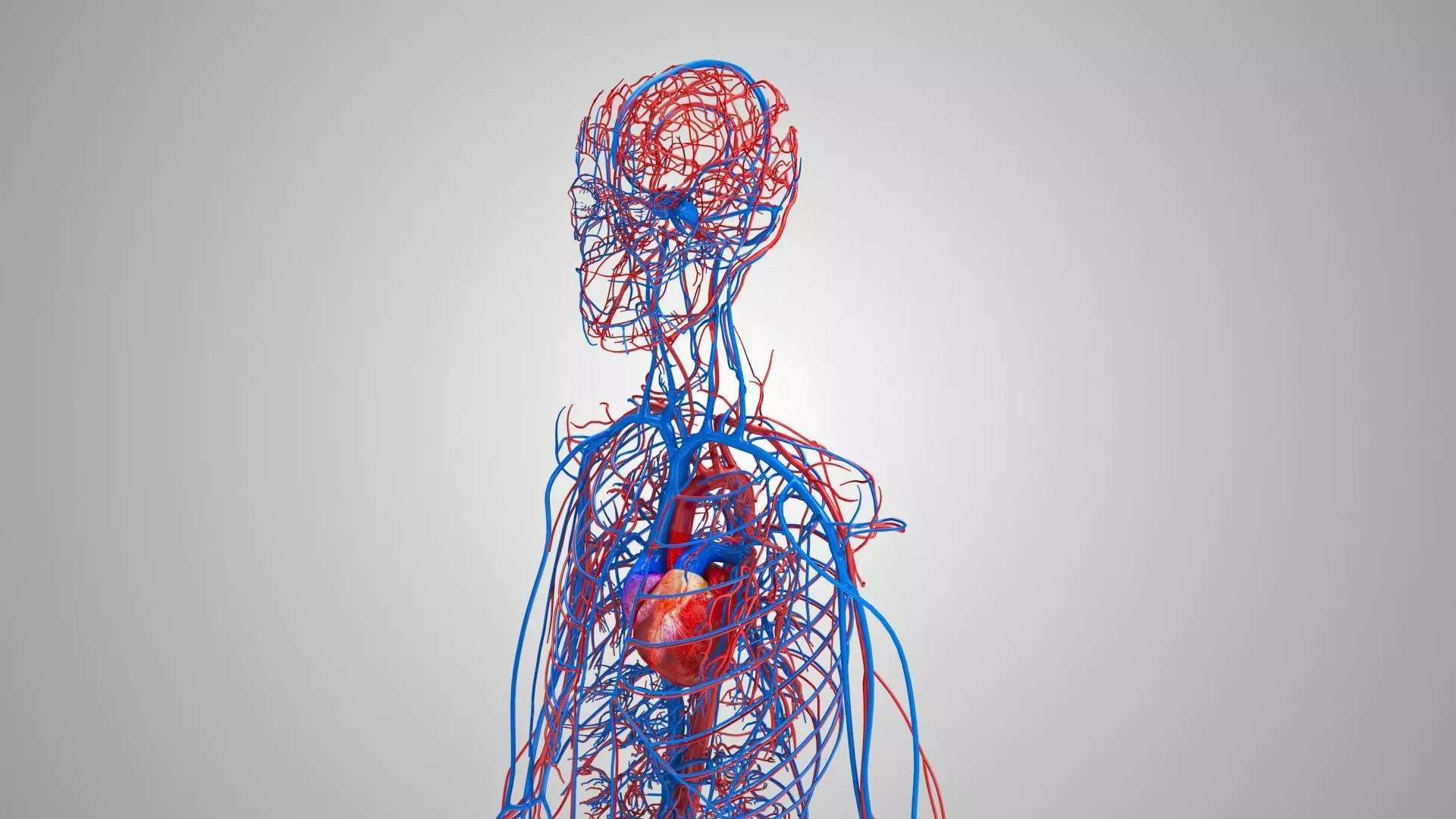 Complete Human Anatomy 3D model_50