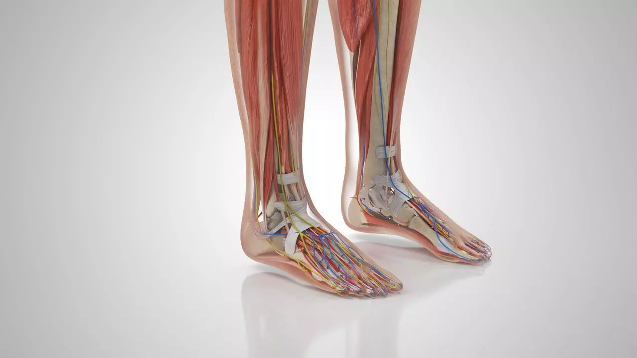 Complete Human Anatomy 3D model_12