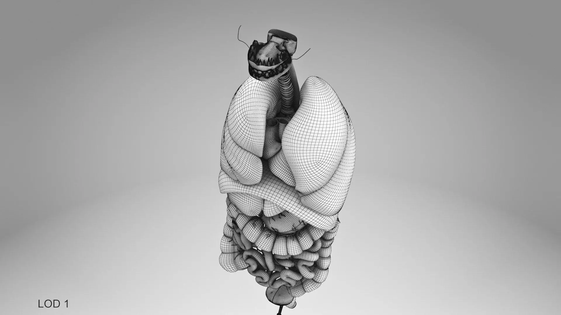 Complete Human Anatomy 3D model_105