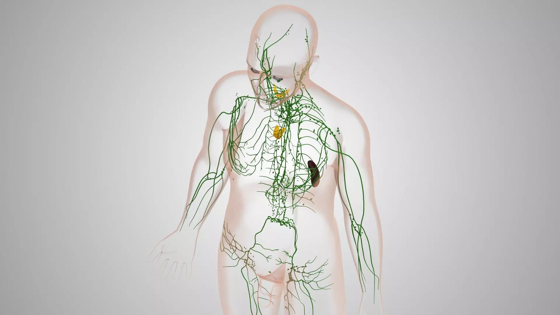 Complete Human Anatomy 3D model_38