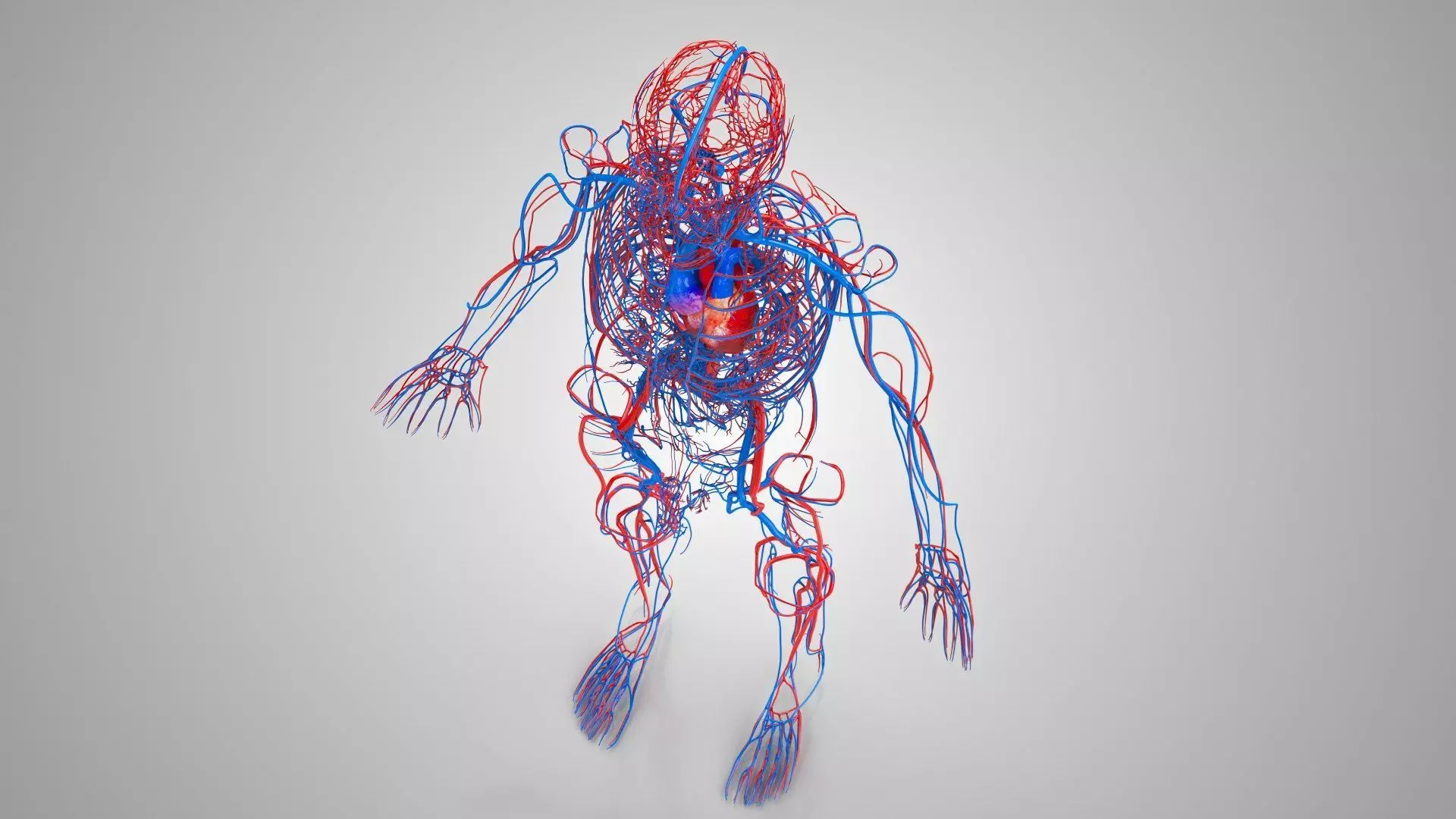 Complete Human Anatomy 3D model_52