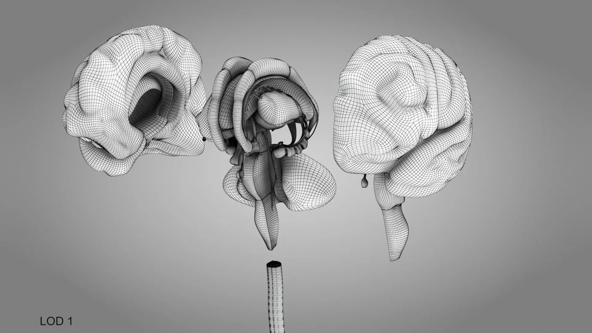 Complete Human Anatomy 3D model_101