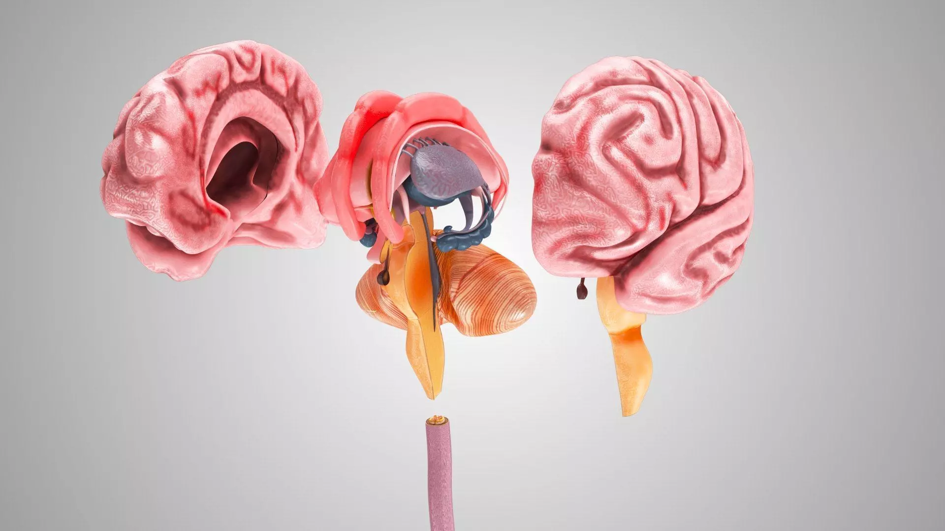 Complete Human Anatomy 3D model_62