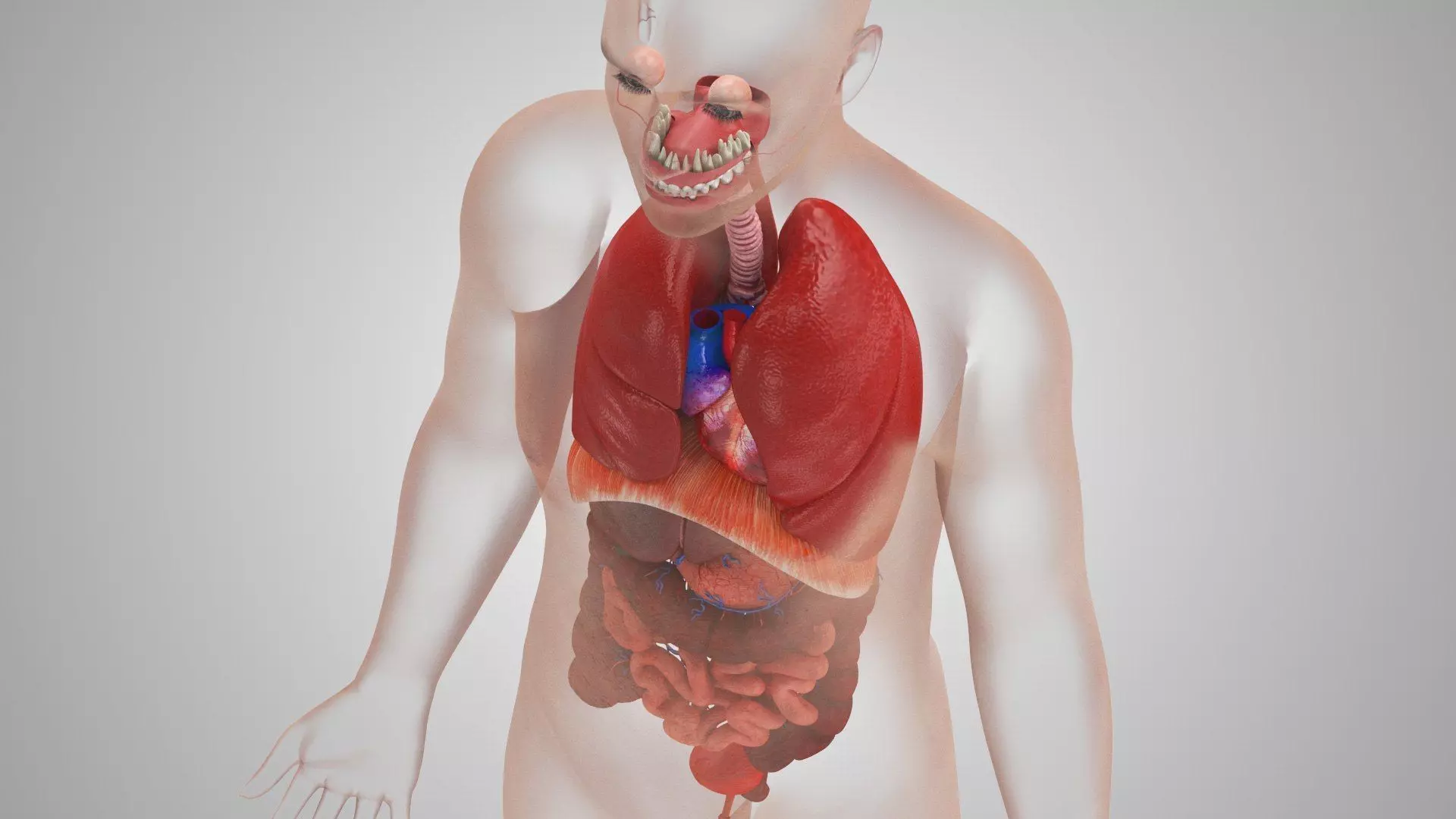 Complete Human Anatomy 3D model_75