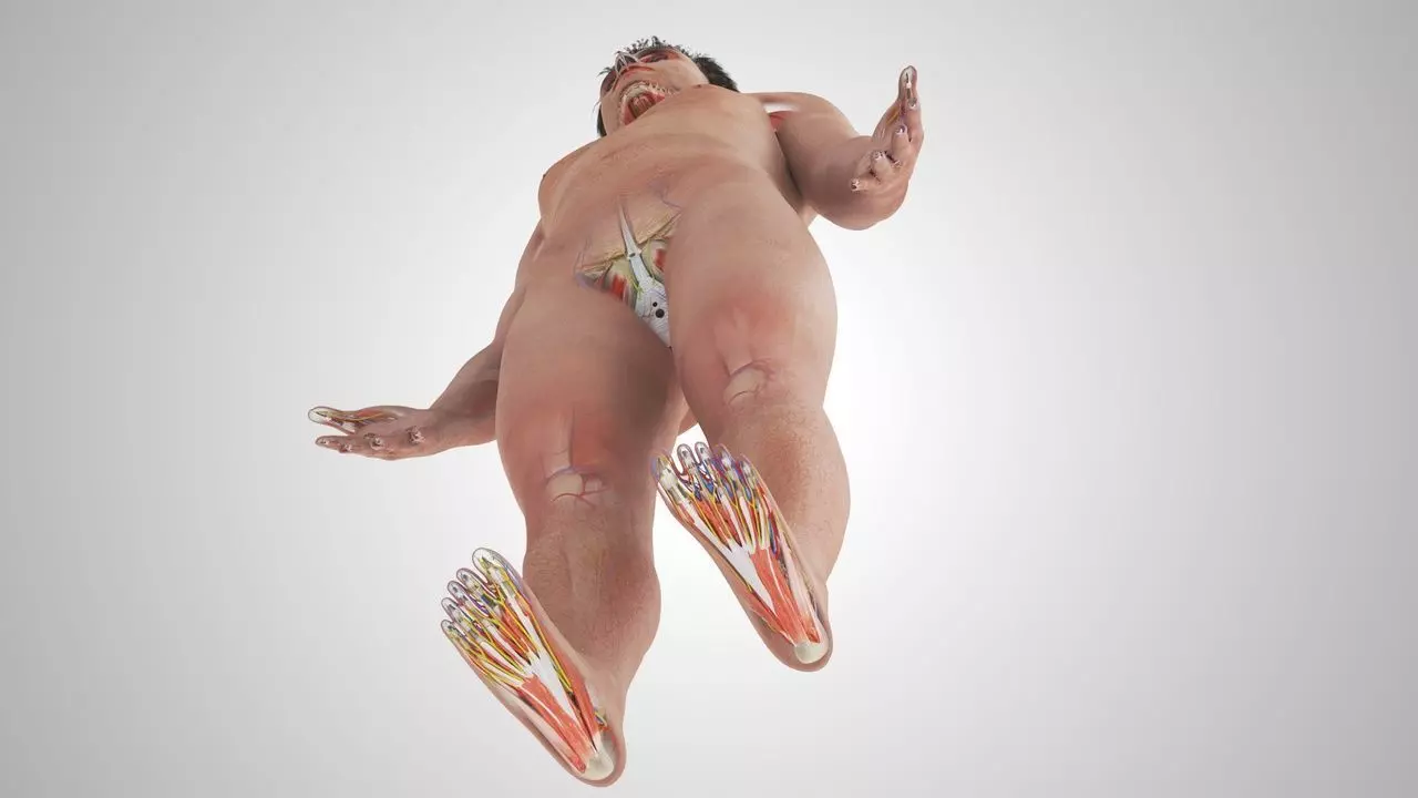 Complete Human Anatomy 3D model_23