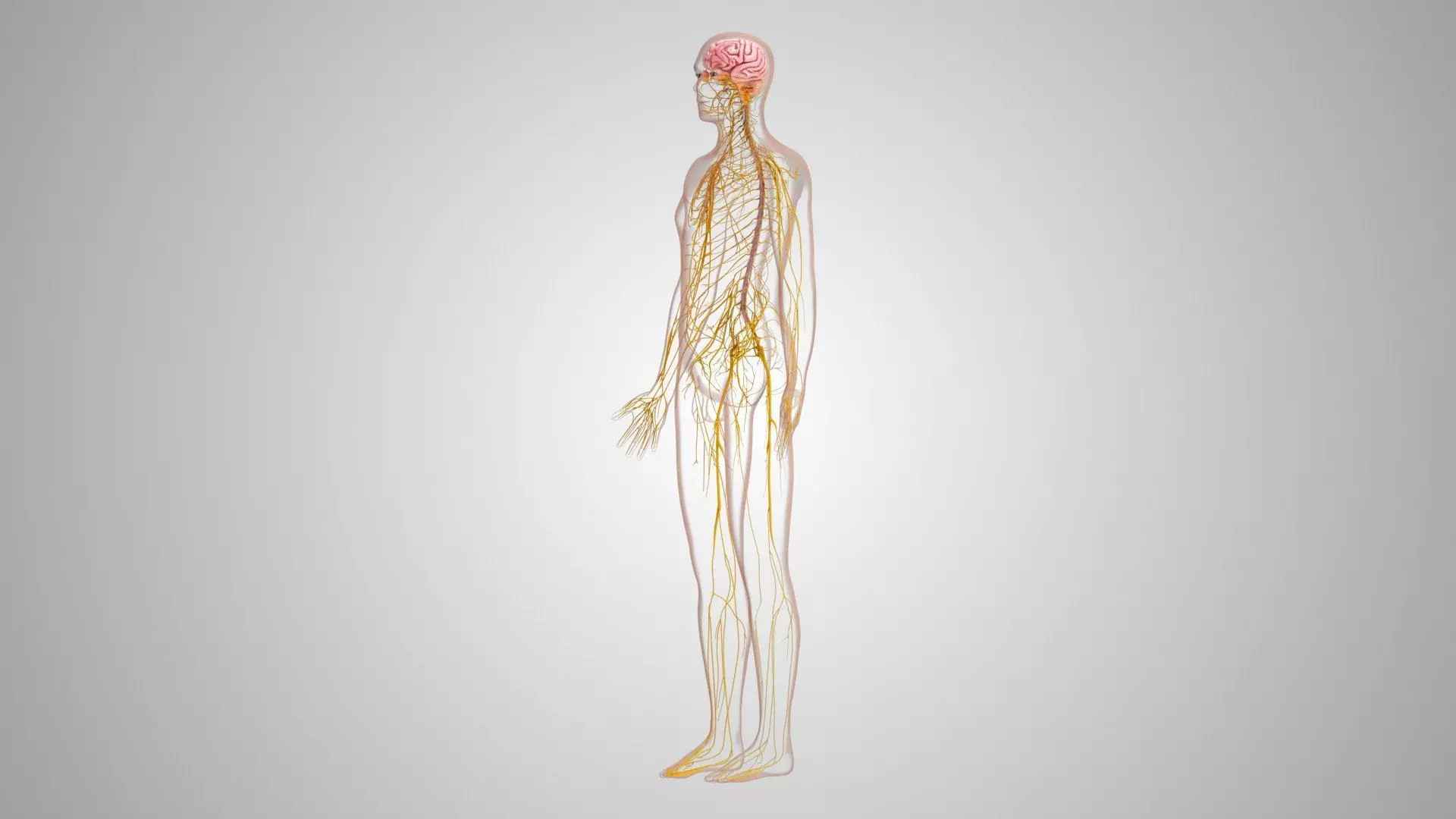 Complete Human Anatomy 3D model_28