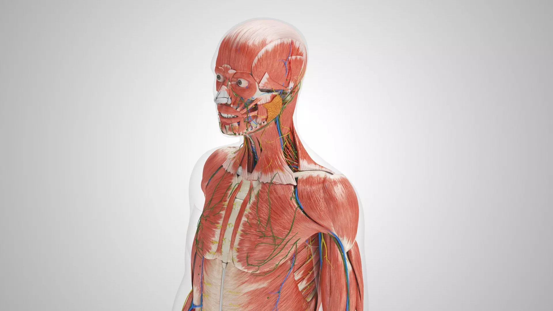 Complete Human Anatomy 3D model_8