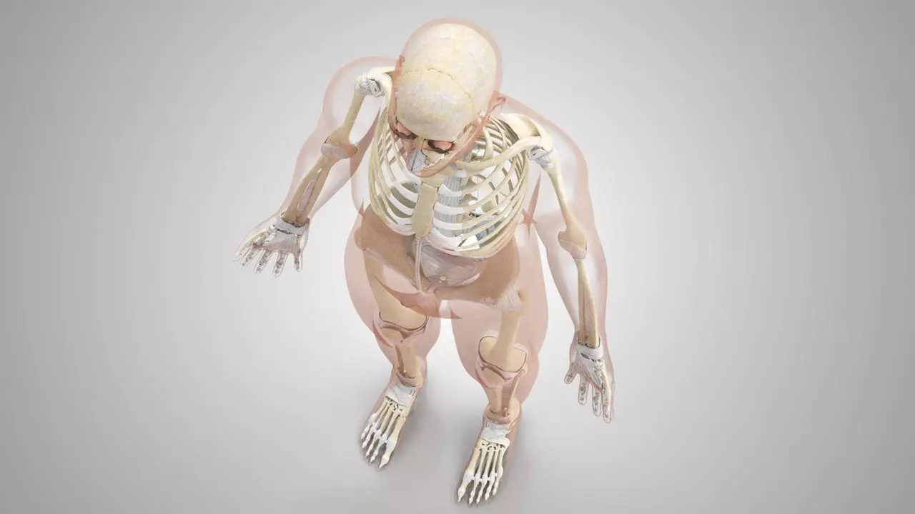 Complete Human Anatomy 3D model_43